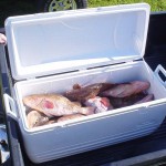 cooler full of fish